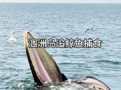涠洲岛网红鲸鱼刀疤哥遭遇渔船意外撞击