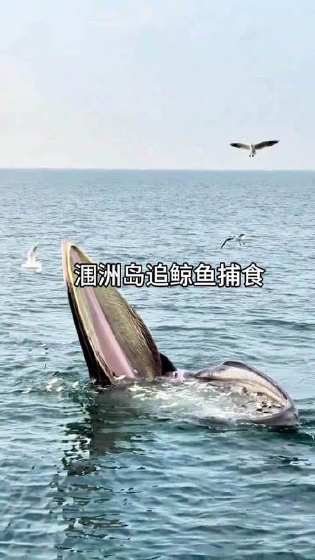涠洲岛网红鲸鱼刀疤哥遭遇渔船意外撞击